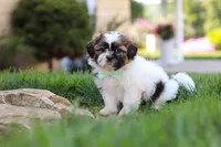 Bohdi, a male Shih Tzu for sale in Millersburg, OH – 2 of 9