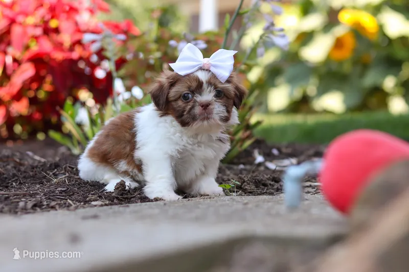 Juniper – Shih Tzu puppy for sale in Millersburg, OH