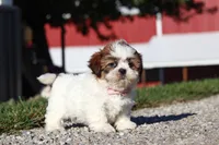 Julia, a female Shih Tzu for sale in Millersburg, OH – 4 of 9
