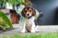 Asher, a male Beagle for sale in Millersburg, OH – 9 of 10