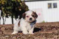 James, a male Shih Tzu for sale in Millersburg, OH – 4 of 8
