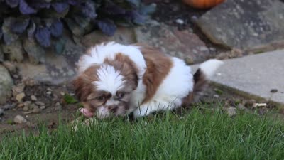 Benji, a male Shih Tzu for sale in Millersburg, OH – 5 of 5