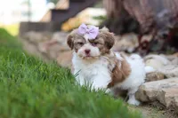 Ember, a female Shih Tzu for sale in Millersburg, OH – 9 of 10