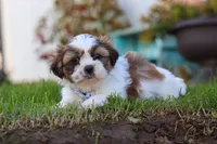 Chase, a male Shih Tzu for sale in Millersburg, OH – 2 of 6