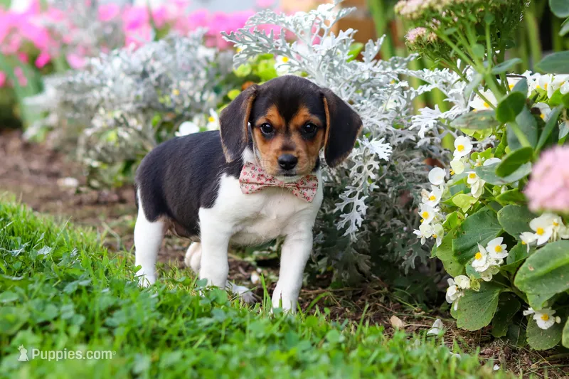 Paisley – Beagle puppy for sale in Millersburg, OH