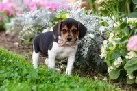 Paisley, a female Beagle for sale in Millersburg, OH – 1 of 10