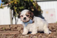 James, a male Shih Tzu for sale in Millersburg, OH – 5 of 8
