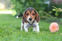 Enzo, a male Beagle for sale in Millersburg, OH – 7 of 10
