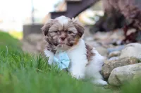 River, a male Shih Tzu for sale in Millersburg, OH – 3 of 10