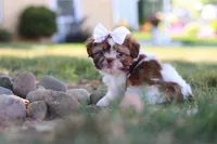 Juniper, a female Shih Tzu for sale in Millersburg, OH – 4 of 10