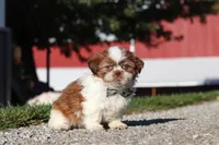 Micah, a male Shih Tzu for sale in Millersburg, OH – 4 of 7