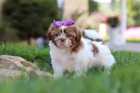 Honey, a female Shih Tzu for sale in Millersburg, OH – 2 of 8
