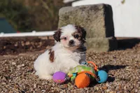 James, a male Shih Tzu for sale in Millersburg, OH – 8 of 8