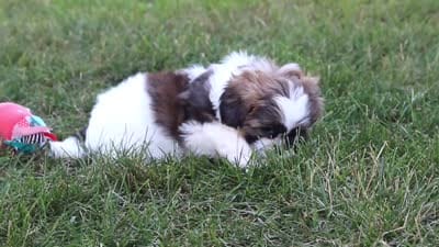 Bohdi, a male Shih Tzu for sale in Millersburg, OH – 9 of 9