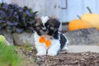 Riley, a male Shih Tzu for sale in Millersburg, OH – 2 of 10