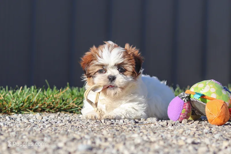 Julia – Shih Tzu puppy for sale in Millersburg, OH