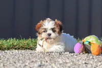 Julia, a female Shih Tzu for sale in Millersburg, OH – 1 of 9