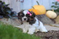 Daisy, a female Shih Tzu for sale in Millersburg, OH – 3 of 6