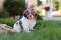 Honey, a female Shih Tzu for sale in Millersburg, OH – 7 of 8