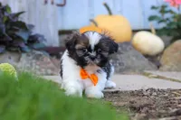 Riley, a male Shih Tzu for sale in Millersburg, OH – 3 of 10