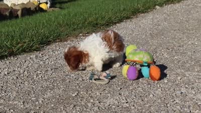 Micah, a male Shih Tzu for sale in Millersburg, OH – 7 of 7