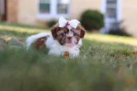 Juniper, a female Shih Tzu for sale in Millersburg, OH – 6 of 10