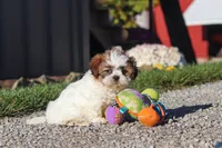 Julia, a female Shih Tzu for sale in Millersburg, OH – 7 of 9