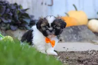 Riley, a male Shih Tzu for sale in Millersburg, OH – 5 of 10