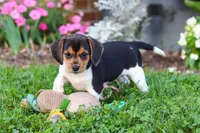 Paisley, a female Beagle for sale in Millersburg, OH – 9 of 10