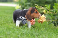 Enzo, a male Beagle for sale in Millersburg, OH – 3 of 10