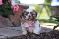 Lucy, a female Shih Tzu for sale in Millersburg, OH – 3 of 7