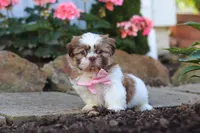 Lucy, a female Shih Tzu for sale in Millersburg, OH – 2 of 7