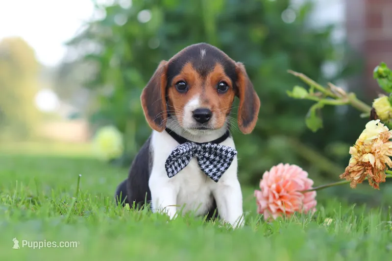 Enzo – Beagle puppy for sale in Millersburg, OH