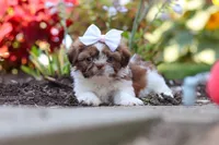 Juniper, a female Shih Tzu for sale in Millersburg, OH – 7 of 10