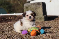 James, a male Shih Tzu for sale in Millersburg, OH – 6 of 8