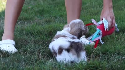 River, a male Shih Tzu for sale in Millersburg, OH – 10 of 10