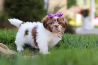 Honey, a female Shih Tzu for sale in Millersburg, OH – 5 of 8