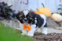 Riley, a male Shih Tzu for sale in Millersburg, OH – 7 of 10
