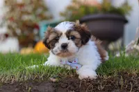 Chase, a male Shih Tzu for sale in Millersburg, OH – 5 of 6