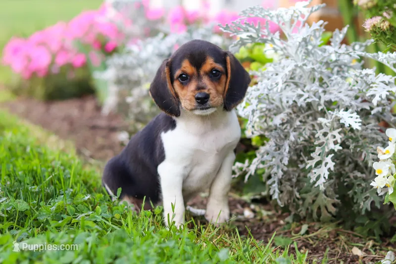 Paisley – Beagle puppy for sale in Millersburg, OH