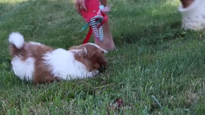 Goldie, a female Shih Tzu for sale in Millersburg, OH – 10 of 10
