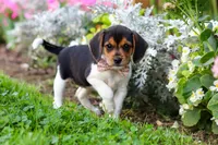 Paisley, a female Beagle for sale in Millersburg, OH – 4 of 10