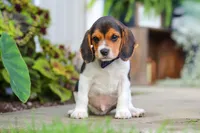 Asher, a male Beagle for sale in Millersburg, OH – 7 of 10