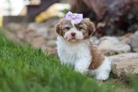 Ember, a female Shih Tzu for sale in Millersburg, OH – 4 of 10
