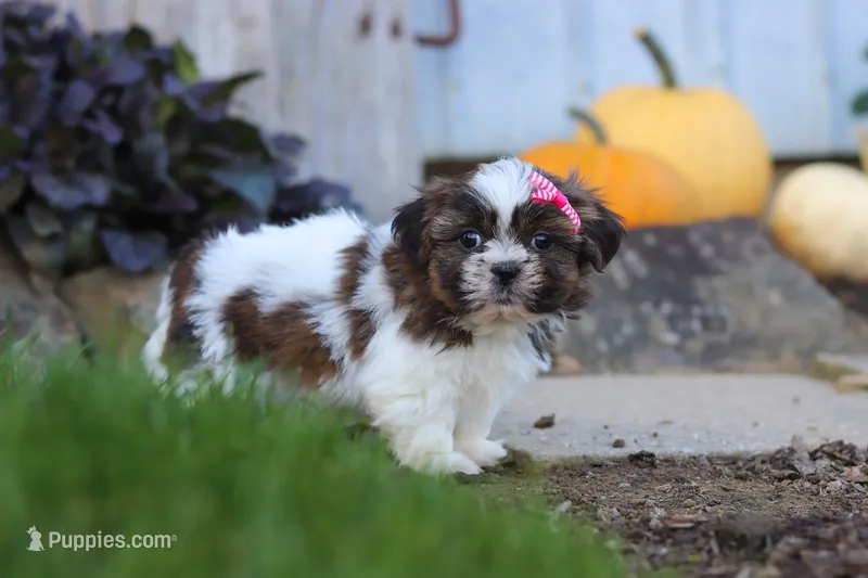 Daisy – Shih Tzu puppy for sale in Millersburg, OH