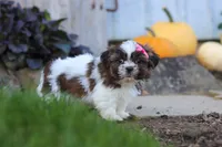 Daisy, a female Shih Tzu for sale in Millersburg, OH – 1 of 6