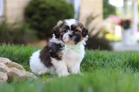 Bohdi, a male Shih Tzu for sale in Millersburg, OH – 8 of 9