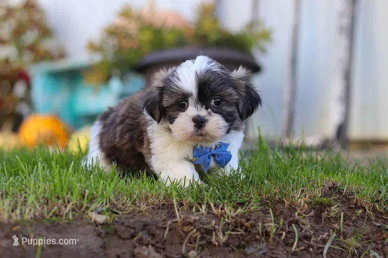 Kobe – Shih Tzu puppy for sale in Millersburg, OH