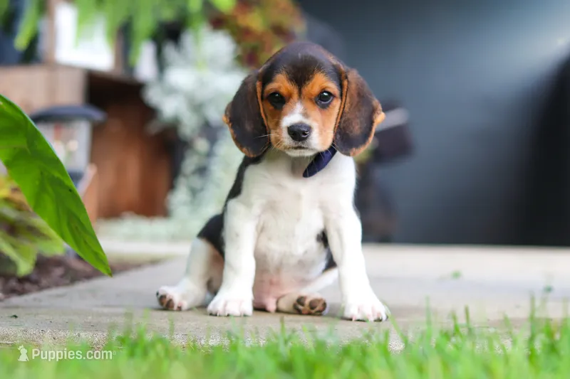 Asher – Beagle puppy for sale in Millersburg, OH