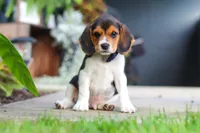 Asher, a male Beagle for sale in Millersburg, OH – 1 of 10